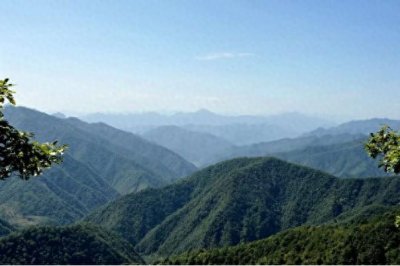 ​翠香猕猴桃，第一种中早熟的猕猴桃品种