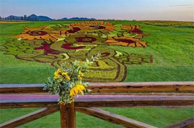 ​秦皇岛现约占地四十亩的梵高名画《向日葵》，颜值、价值双收