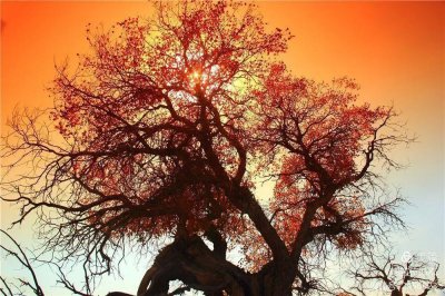 ​胡杨林-新疆木垒胡杨林