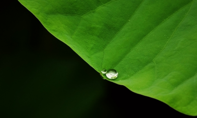 ​关于荷叶田田全诗（形容描写田园荷花荷叶的诗词）