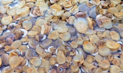 ​冬天，遇见扁玉螺别手软，低脂高钙高蛋白，老人孩子更要多吃