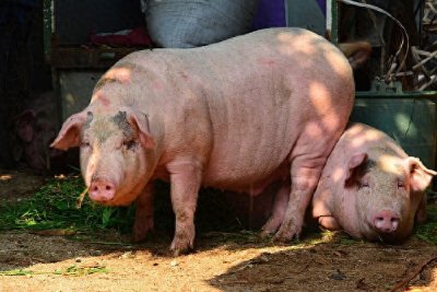 ​猪怎么配饲料，自制猪饲料配方大全