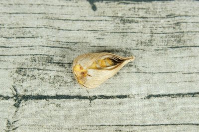 ​香雪兰秋天怎么养