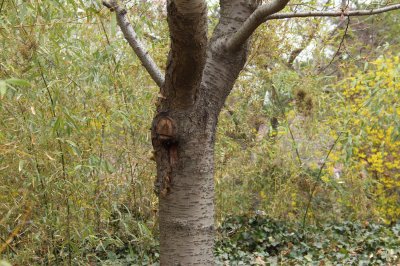 ​樱花的养殖方法和注意事项