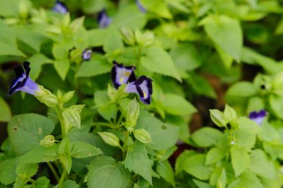 ​夏堇的繁殖方法