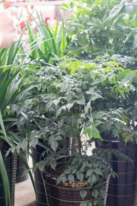 ​幸福树摆放在哪里更好