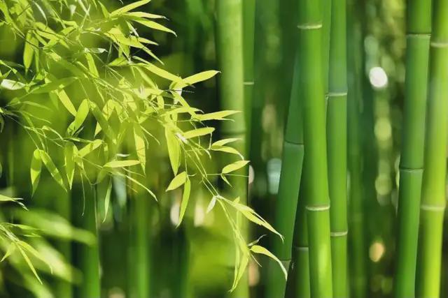 竹子的寓意和象征（竹子的寓意是什么）
