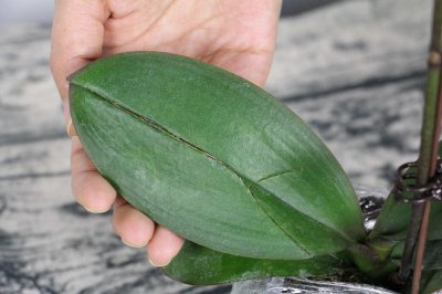 ​蝴蝶兰冬天会不会冻死，冬天可以换盆吗