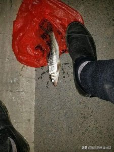 ​想要野钓重唇鱼，你不得不知道的知识