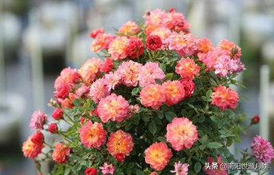 ​12种超级微型月季，全部是开花机器，太太太太太好看了