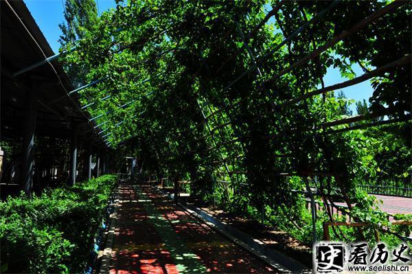 吐鲁番的葡萄架