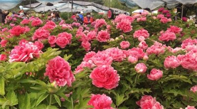 ​洛阳三大牡丹观赏园门票价格公布！持洛阳旅游年票可免票入园