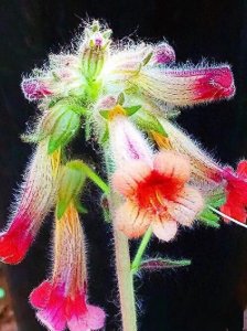 ​地黃～玄参科地黄属多年生草本植物