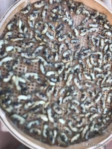 ​莆田月子堡汤好佐料〈分享蛏干的制作方法〉