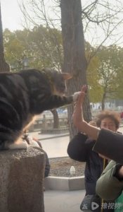 ​苏州西园寺击掌猫意外爆红陷争议！主人：绝没虐猫蹭流量