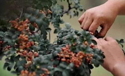 ​现在大面积种植花椒  将来会滞销吗？