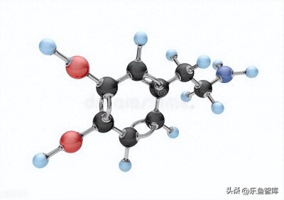 ​爱一个人时，大脑为何会释放多巴胺让人陶醉？