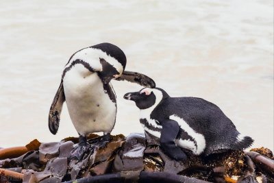 ​为什么很多国家实行一夫一妻制？到底是保护人还是反人性？