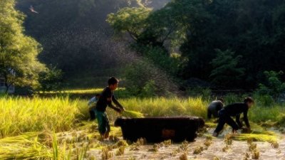 ​二月初一，农家智慧如何预知一年好坏？揭开古老农谚的神秘面纱