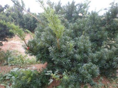 ​具有重要经济价值的植物—曼地亚红豆杉使用植物非试管高效快繁