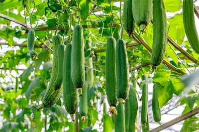 ​春分已过，要种丝瓜的抓紧种了，今天老农教你7招，瓜多又水灵！