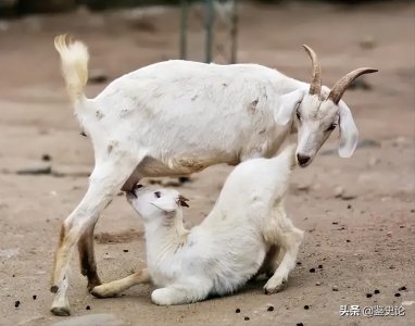 ​古人为何要大力推崇孝道？