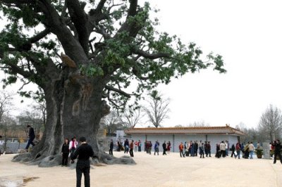 ​明初山西洪洞大槐树移民记