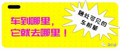 ​随处可见的车前草