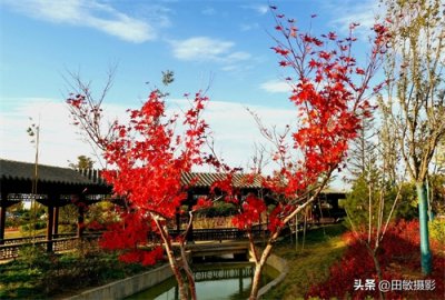 ​秋去冬来，红叶绽放着最后的美丽