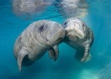 颜值超级低，却是真正美人鱼的原型：海牛超温柔