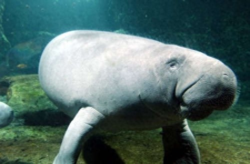 颜值超级低，却是真正美人鱼的原型：海牛超温柔