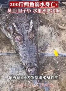 ​200斤鳄鱼被吓后在水里活活溺死自己！它胆子真很小……