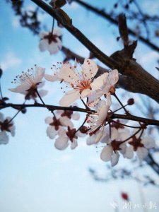 ​咸丰：紫叶李花鲜妍可人