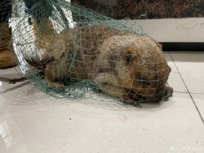 ​“土拨鼠”偷菜时“落网”，被农户直接“扭送”派出所