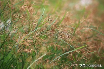 ​嫩叶似韭菜，根似地雷，农村遍地是，殊不知是珍贵的“妇科圣药”