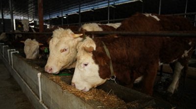 ​贵州沿河：发展特色产业 跑出乡村振兴加速度