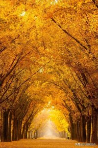 ​最美不过如此~共青城这地方银杏黄了！