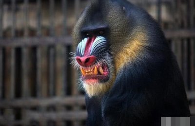 ​有句话说得好，宁遇豺狼不遇山魈！它是最凶残的猴子