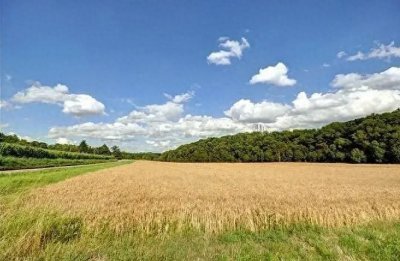 ​天性如此？雌性螳螂在交配之后，为什么会吃掉自己的丈夫？