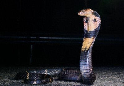 ​惊险！龙岩司机遇“过山峰”拦路，毒蛇之王现身。