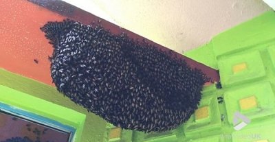 ​蜜蜂抱团掀起“墨西哥人浪”抵御捕食者胡蜂