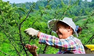 ​掌握花椒剪枝最佳时机，让你的丰收更上一层楼！
