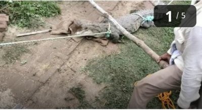 ​印度鳄鱼村，无人敢进。鳄鱼常夜间进村，伤人无数。