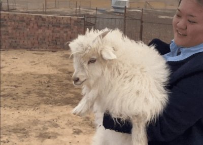 ​互换特产天花板！这只全网1000万关注的小羊到底啥来头？