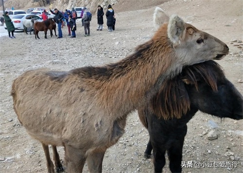 八达岭野生动物园，人与动物可以和谐共处！
