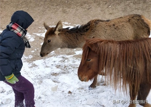 八达岭野生动物园，人与动物可以和谐共处！
