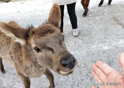 ​八达岭野生动物园，人与动物可以和谐共处！