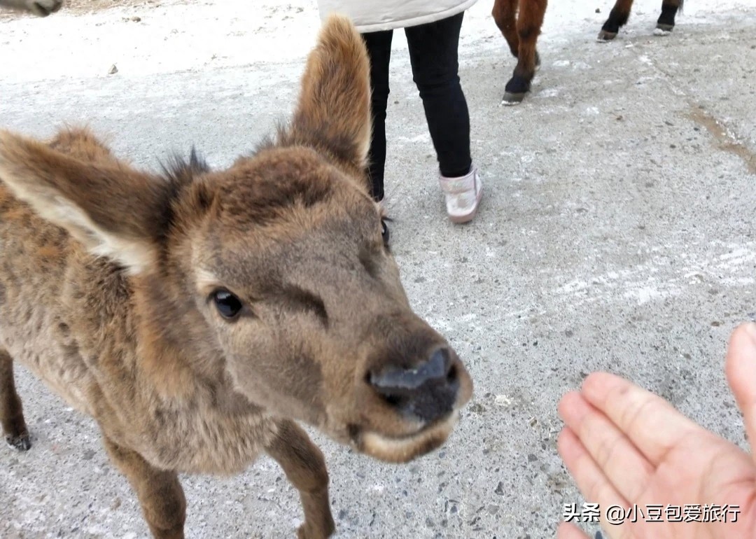 八达岭野生动物园，人与动物可以和谐共处！
