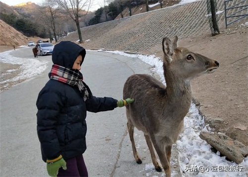八达岭野生动物园，人与动物可以和谐共处！
