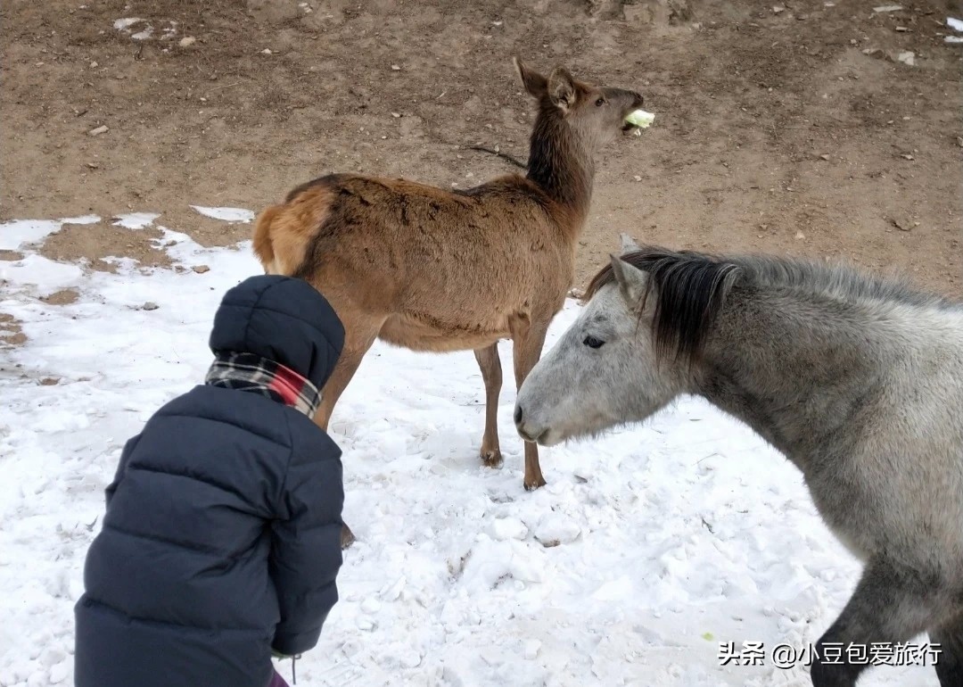 八达岭野生动物园，人与动物可以和谐共处！
